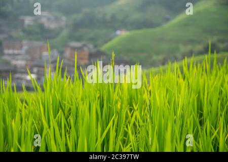 Reis wächst auf Longji Reisterrassen Stockfoto