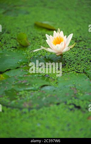 Weiße Seerose wächst in einem Teich Stockfoto