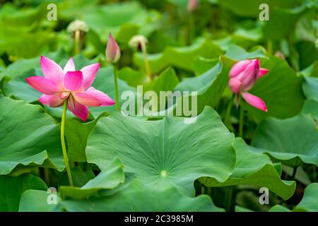 Blühende rosa Lotusblumen im Sommer Stockfoto
