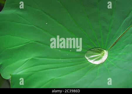Großer Wassertropfen im großen Lotusblatt Stockfoto