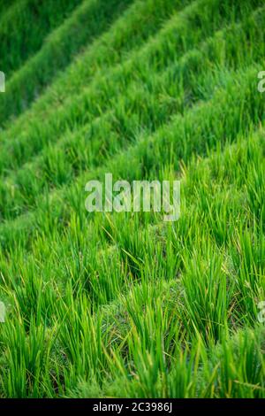 Reis wächst auf Longji Reisterrassen Stockfoto