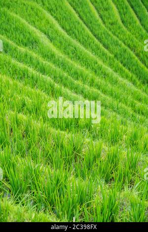 Reis wächst auf Longji Reisterrassen Stockfoto