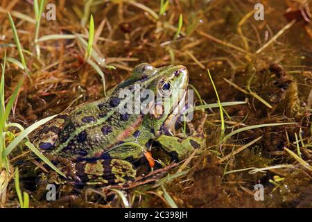 Der Teichfrosch Pelophylax esculenta liegt am Rand des Wassers Stockfoto