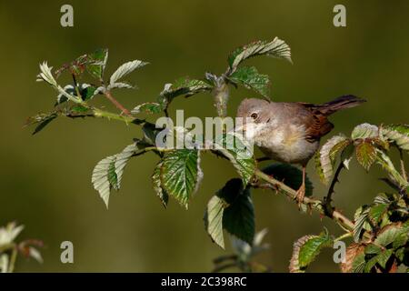 Rotkehlchen, Sylvia communis, Weibchen im Frühlingsgefieder. Stockfoto