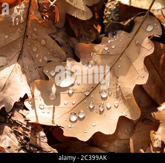 Auf dem Waldboden liegen nasse Eichenblätter Stockfoto