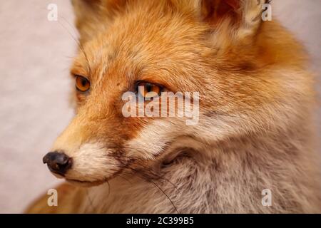 Porträt eines ausgestopften Fuchses Stockfoto