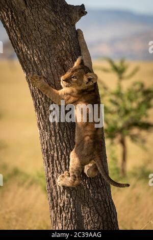 Lion cub schaut Links klettern Baumstamm Stockfoto