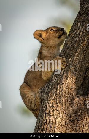 Lion cub schaut nach oben klettern Baumstamm Stockfoto