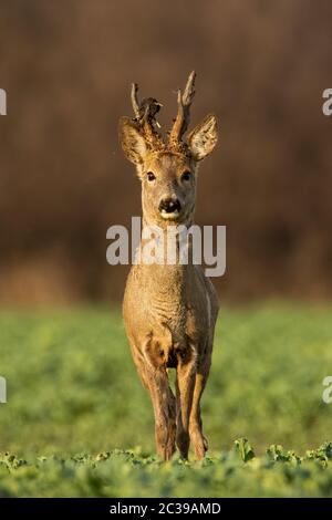 Rehe Hirsch bei Sonnenuntergang mit Winter Fell. Roebuck auf einem Feld mit verschwommenen Hintergrund. Wildes Tier in der Natur. Stockfoto