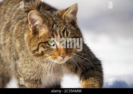 Erwachsene wildkatze, Felis silvestris, schleichen auf einer Jagd im Winter. Nahaufnahme von wilden Tieren mit intensivem Blick in der Natur bewegend. Kopf des Säugetieres in Stockfoto