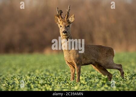 Rehe Hirsch bei Sonnenuntergang mit Winter Fell. Roebuck auf einem Feld mit verschwommenen Hintergrund. Wildes Tier in der Natur. Stockfoto