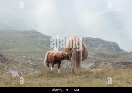 Die Carneddau-Bergkette im Snowdonia-Nationalpark beherbergt rund 300 Carneddau-Ponys. Stockfoto