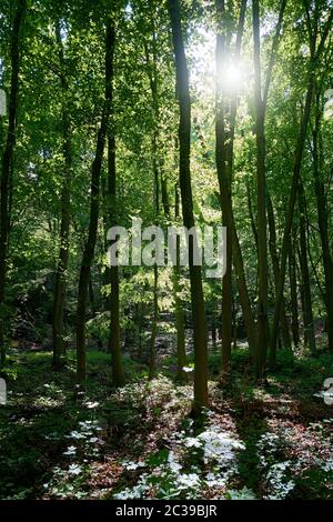 Naturwald mit Buchen im Thüringer Wald bei Friedrichsroda in Deutschland Stockfoto