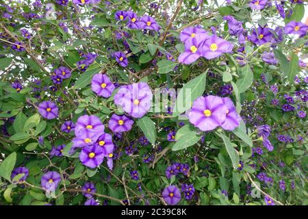 Blühender Kartoffelbaum (Lycianthes rantonnetii), Enzianstrauch, Kartoffelblume, Kyrenia/Girne, Türkiusche Republik Nordzypern Stockfoto