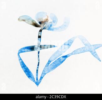 Skizze der Blume von Hand gezeichnet mit Farbtinten auf altem texturierten Papier im Sumi-e (Suibokuga) Stil Stockfoto