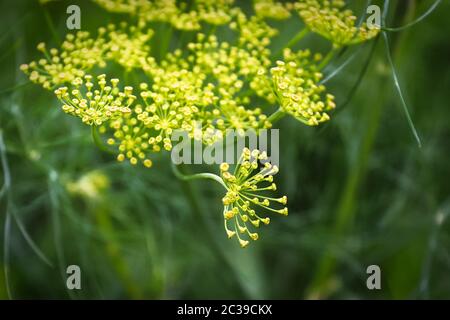 Makro-Ansicht von Dill Unkraut Blumen wachsen auf Dolden. Stockfoto