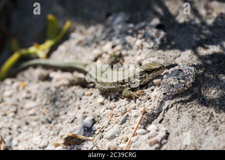 Makroaufnahme der Mauereidechse im Lebensraum. Ihr lateinischer Name ist Podarcis muralis. Stockfoto