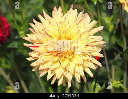Dahlien (Dahlien) Stockfoto