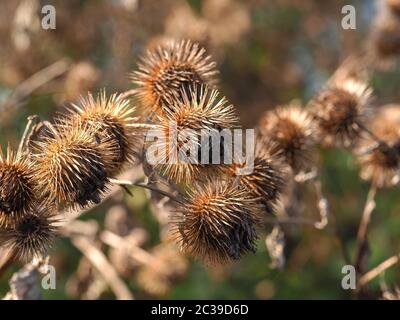 Fertig Blumen und grüne Blätter von Klette, Arctium, im Herbst in North Yorkshire, England Stockfoto