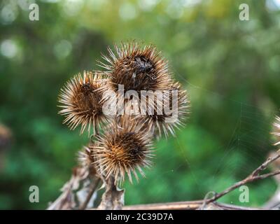 Fertig Blumen und grüne Blätter von Klette, Arctium, im Herbst in North Yorkshire, England Stockfoto