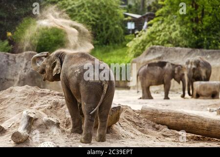 Asiatischer Elefant (Elephantidae), Zoo, Köln, Rheinland, Nordrhein-Westfalen, Deutschland, Europa Stockfoto