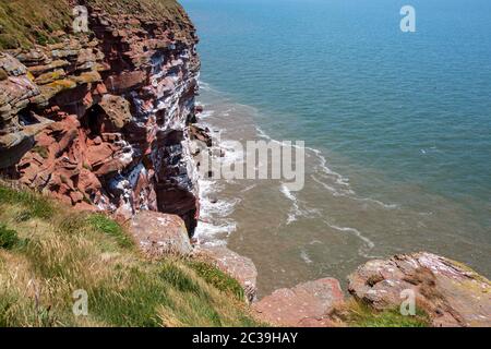 Die nistenden Seevögelklippen in St Bees Head, Cumbria, Großbritannien. Stockfoto