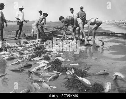 Fischer fangen Fisch in Aserbaidschan (damals UdSSR) auf dem Kaspischen Meer. Nachdem sie das Netz an Land gezogen haben, sammeln die Fischer die Fische. Stockfoto