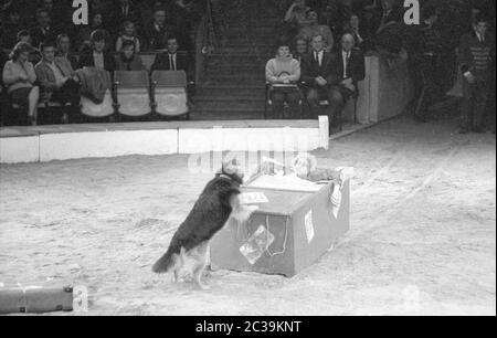 Ein Clown in einer Box mit Hund im Circus Krone in München. Stockfoto