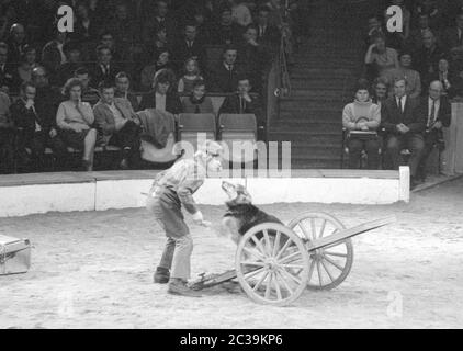 Ein Clown mit Hund auf einem Wagen im Circus Krone in München. Stockfoto