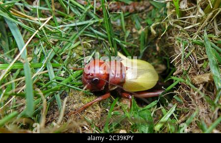 Feldkricket (Gryllus campestris) nach dem Häuten Stockfoto