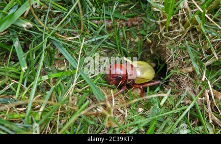 Feldkricket (Gryllus campestris) nach dem Häuten Stockfoto