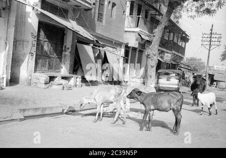 Kühe und Ziegen wandern frei in der indischen Stadt Benares. Kühe gelten als heilig im Hinduismus. Stockfoto