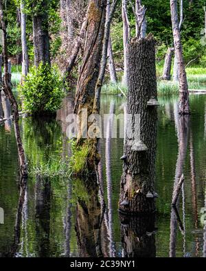 Erlenbaumreflexe im Naturreservat Briesetal in einem kleinen Tal, das durch die Briese gebildet wird, in Birkenwerder, Brandenburg, Deutschland. Stockfoto