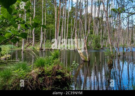 Erlenbaumreflexe im Naturreservat Briesetal in einem kleinen Tal, das durch die Briese gebildet wird, in Birkenwerder, Brandenburg, Deutschland. Stockfoto