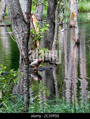 Erlenbaumreflexe im Naturreservat Briesetal in einem kleinen Tal, das durch die Briese gebildet wird, in Birkenwerder, Brandenburg, Deutschland. Stockfoto