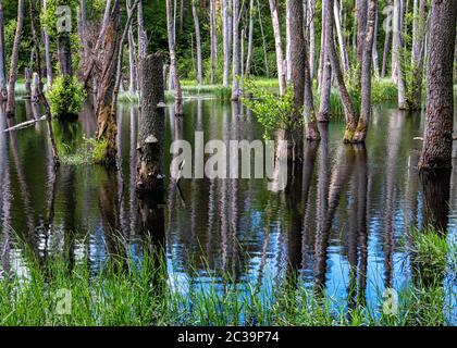 Erlenbaumreflexe im Naturreservat Briesetal in einem kleinen Tal, das durch die Briese gebildet wird, in Birkenwerder, Brandenburg, Deutschland. Stockfoto