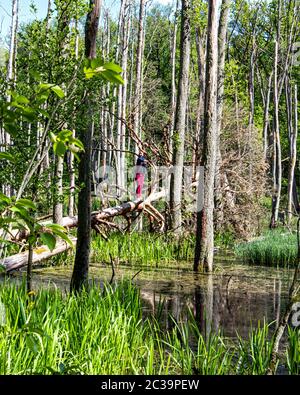 Frau überquert Bach auf toten Baumbrücke im Briesetal Naturschutzgebiet in einem kleinen Tal von der Briese gebildet, in Birkenwerder, Brandenburg, Deutschland Stockfoto