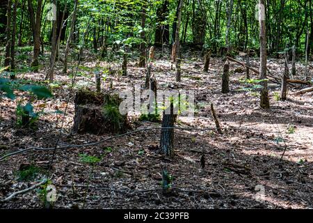 Baum gefällt durch Biber im Briesetal Naturschutzgebiet in einem kleinen Tal durch die Briese gebildet, in Birkenwerder, Brandenburg, Deutschland. Stockfoto