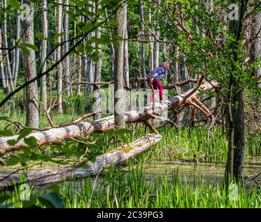 Frau überquert Bach auf toten Baumbrücke im Briesetal Naturschutzgebiet in einem kleinen Tal von der Briese gebildet, in Birkenwerder, Brandenburg, Deutschland Stockfoto