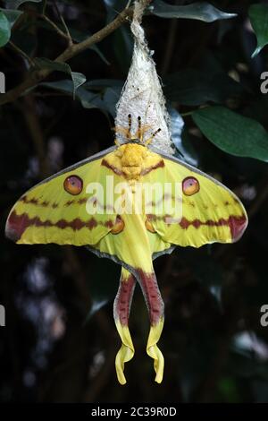 Ein weiblicher Kometenschmetterling (Argema mitrei) ist ein gelb-roter Schmetterling aus Madagaskar Stockfoto