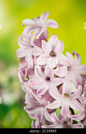 Makro Fokus Stapelaufnahme von Hyazinth Stockfoto