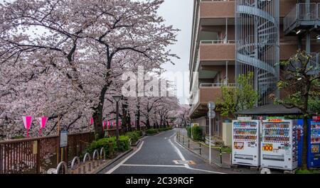 Kirschblüten-Sakura im Nakameguro-Viertel, Tokio, Japan Stockfoto