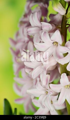 Makro Fokus Stapelaufnahme von Hyazinth Stockfoto