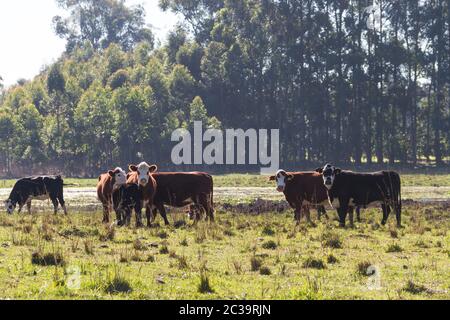 Kühe grasen in der grünen Landschaft von Argentinien Stockfoto