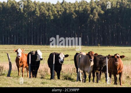 Kühe grasen in der grünen Landschaft von Argentinien Stockfoto