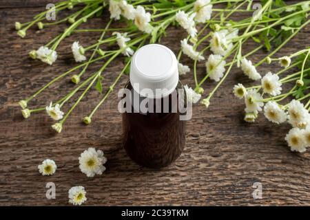 Eine Flasche Kräutertinktur mit blühender Feverfew-Pflanze Stockfoto