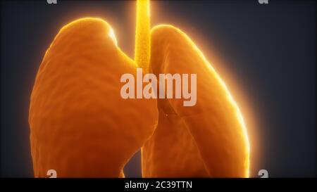 3D-Animation des menschlichen Lungen Stockfoto