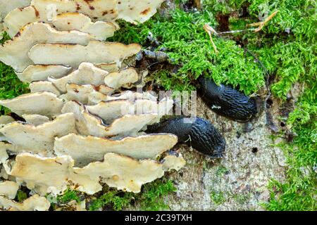 Funghi auf einer Buche in Jiffy Knott Woods bei Ambleside, Lake District, UK mit schwarzen Schnecken. Stockfoto