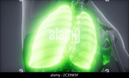 Die menschliche Lunge Radiologie Prüfung Stockfoto