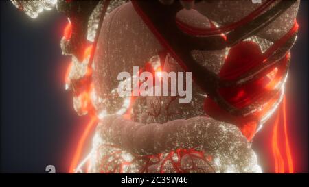 3d medikamentös genaue Animation von Herz- und Blutgefäßen Stockfoto